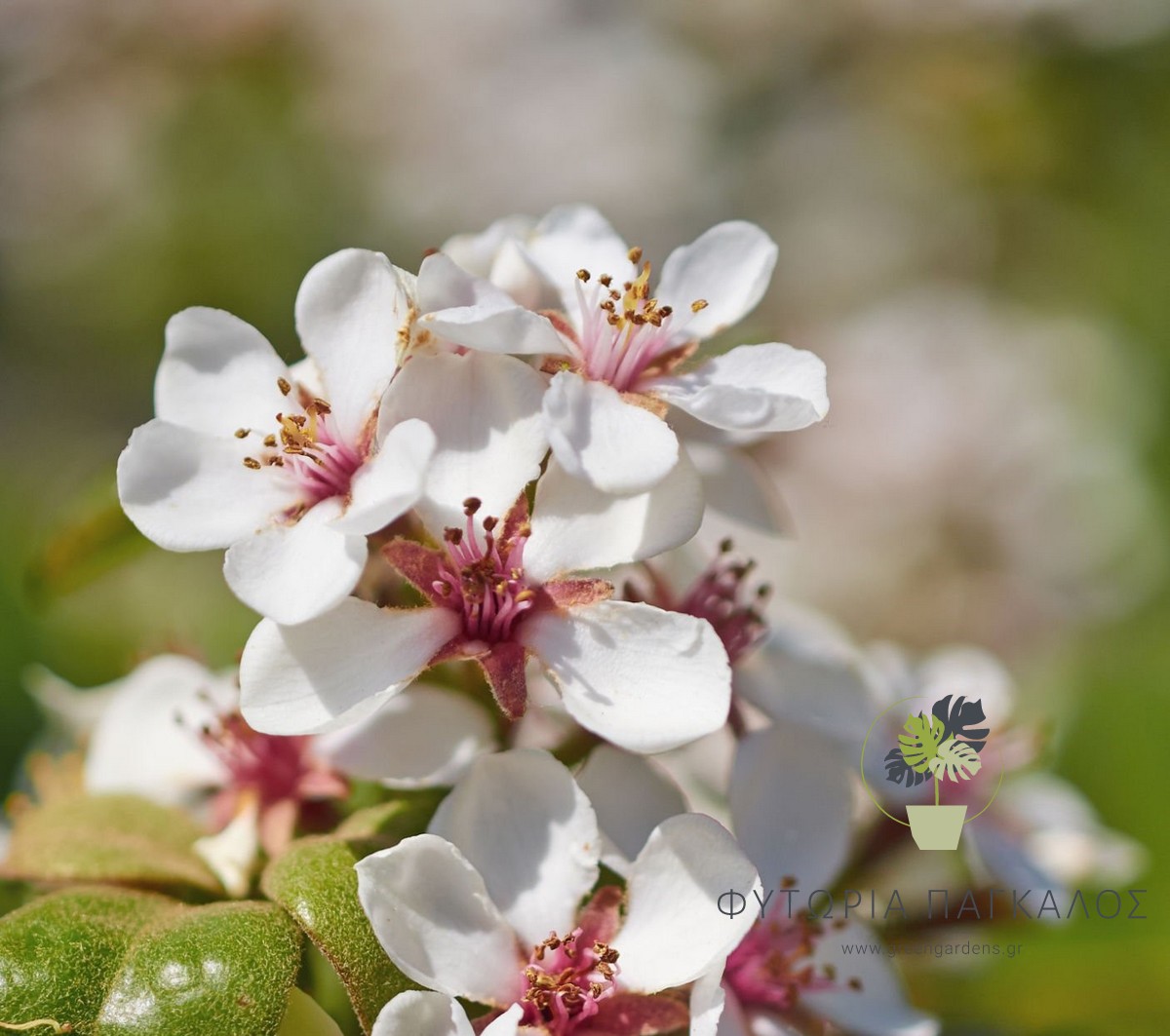 ΡΑΦΙΟΛΕΠΙΣ – Rhaphiolepis umbellata - 1